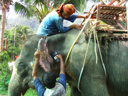 Koh Phangan Elefanten Trekking