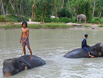 Elephant Trekking