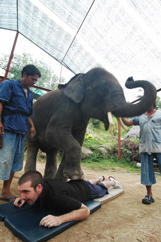 Koh Phangan Elephant Trekking