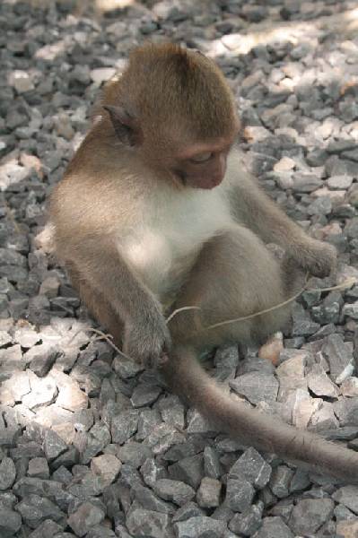 Koh Phangan Monkey Show