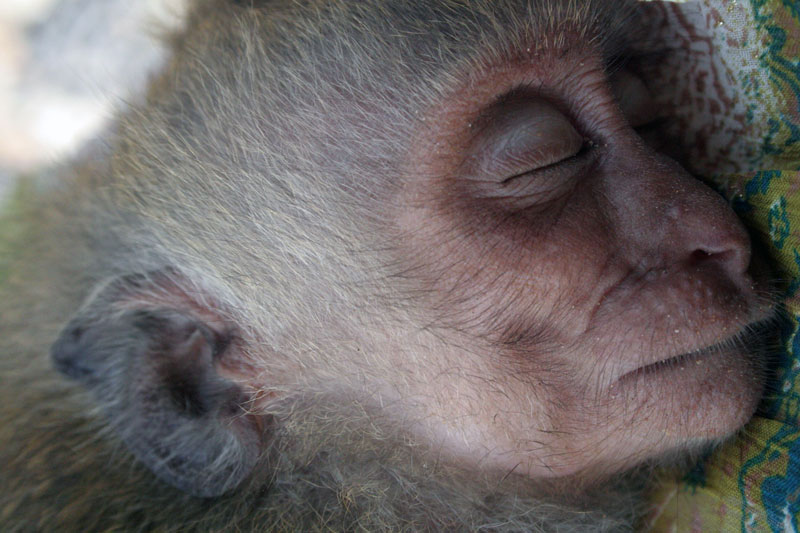 Koh Phangan Monkey Show
