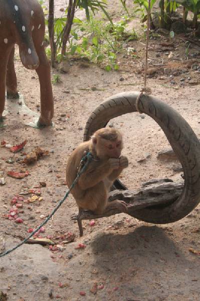 Koh Phangan Monkey Show