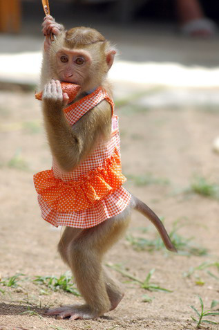 Koh Phangan Monkey Show