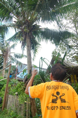 Koh Phangan Monkey Show