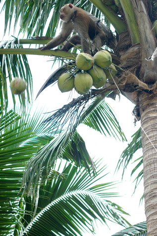 Koh Phangan Monkey Show