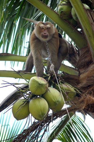 Koh Phangan Monkey Show