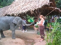 Elephant Show - feeding the elephants ...